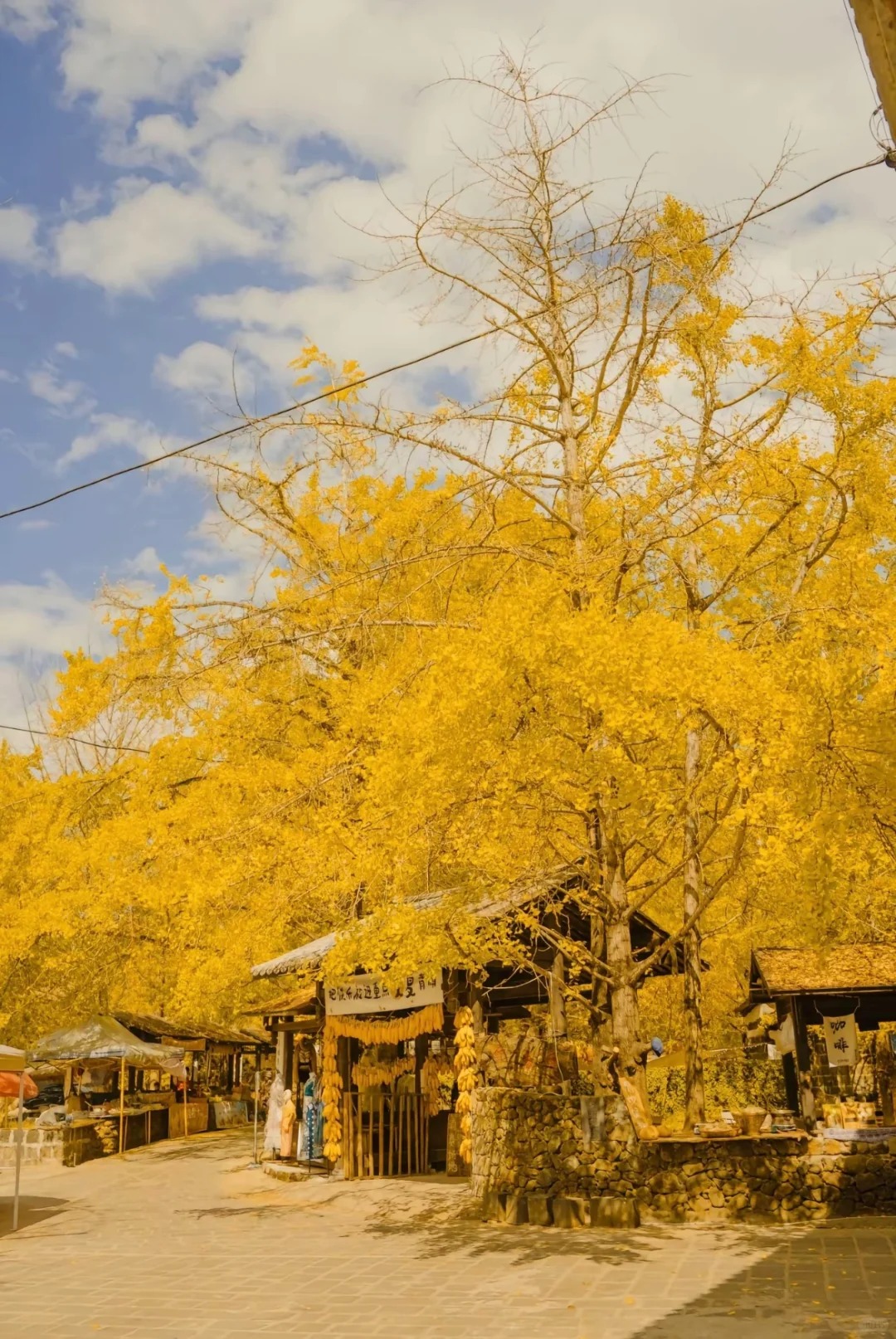 十一月必打卡地点🍂腾冲银杏村🍂_2_心之安宿_云南-来自52tours 我爱旅游网